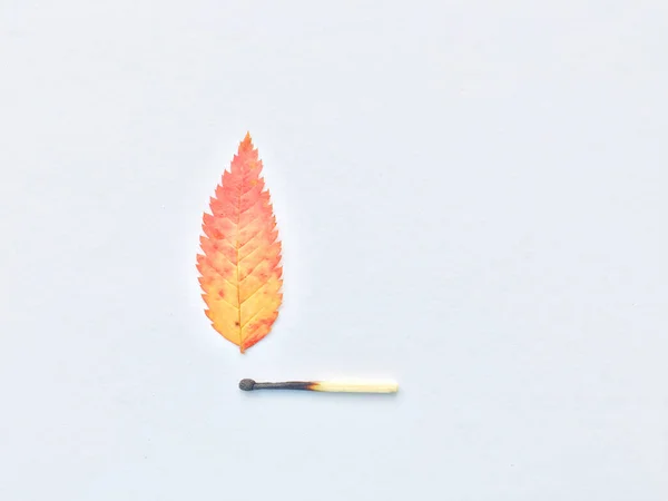 A match that sets fire to a forest, a match, and an autumn leaf. a burning match can cause a fire in the forest. — Stock Image A match that sets fire to a forest, a match, and an autumn leaf. a burning match can cause a fire in the forest. Royalty Free Stock Images