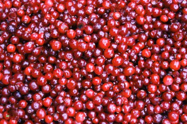 Kırmızı olgun yaban mersinli yakından çek. Olgun kırmızı yaban mersini dokusu ve dal. Doğal vahşi yaşam yiyeceği vitamin açısından zengindir. GDO 'suz. Yukarıdan görüntüle.