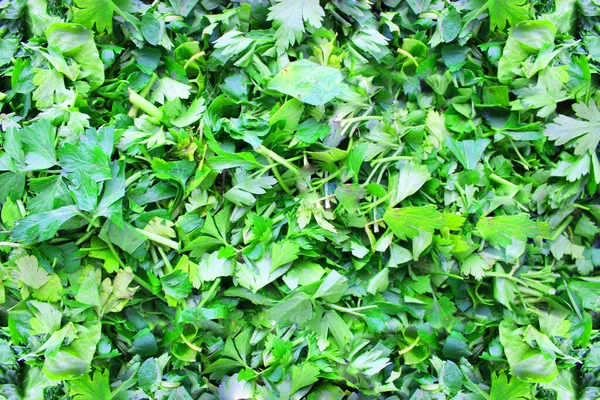 Μαϊντανός. ψιλοκομμένη Πετροσελίνη. Φύλλα μαϊντανού Πράσινα φύλλα. Ο μαϊντανός φυτρώνει στον κήπο. Κοντινό πλάνο. Κήπος. Πεδίο. Φάρμα. Καλλιέργεια βοτάνων. Οριζόντια φωτογραφία Κοιτάζοντας τα φωτεινά πράσινα φύλλα του επίπεδου — Φωτογραφία Αρχείου