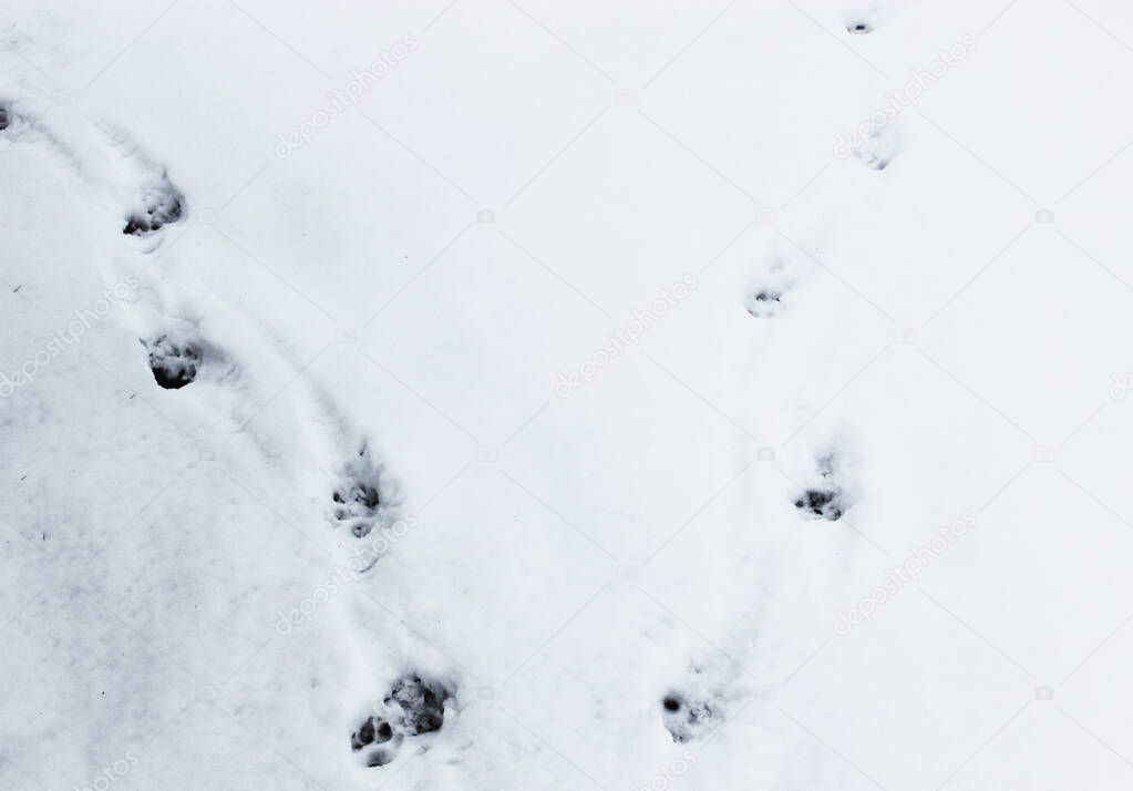 huellas de animales en la nieve. huellas de perro. fondo de nieve