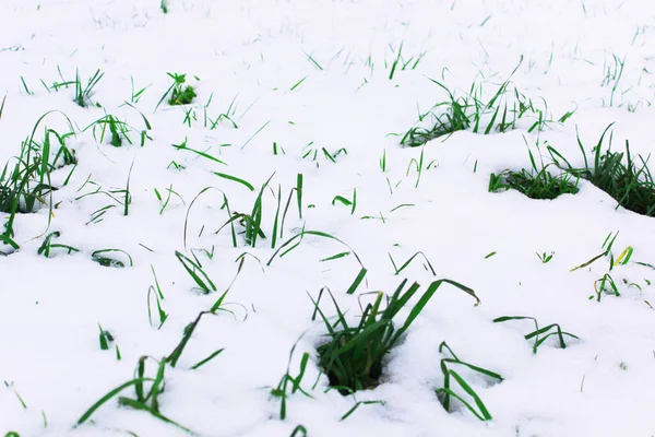 Pozadí z prvního sněhu na zelené trávě. Blíží se zima. Pole s prvním sněhem a zelenou trávou, minimalistická krajina na podzim — Stock fotografie