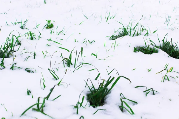 Sfondo dalla prima neve su erba verde. L'inverno sta arrivando. Campo con prima neve ed erba verde, paesaggio minimalista in autunno — Foto Stock