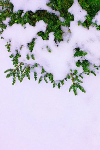 Vánoční stromek na bílém pozadí, strom a kornouty. pozadí. krásná přírodní zima — Stock fotografie