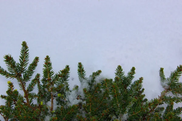 Árvore de Natal em um fundo branco, árvore — Fotografia de Stock