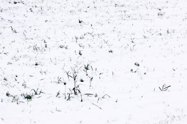 Yeşil çimenlikteki ilk kardan kalma arka plan. Kış geliyor. İlk karlı ve yeşil çimenli tarla, sonbaharda minimalist manzara