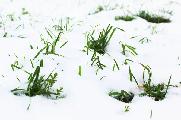 Pozadí z prvního sněhu na zelené trávě. Blíží se zima. Pole s prvním sněhem a zelenou trávou, minimalistická krajina na podzim — Stock fotografie
