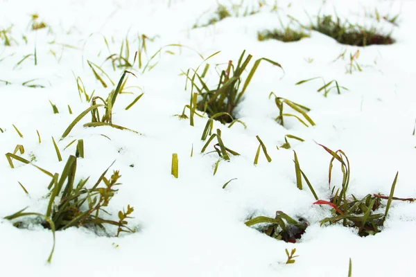 Antecedentes da primeira neve na grama verde. O inverno está a chegar. Campo com primeira neve e grama verde, paisagem minimalista no outono — Fotografia de Stock