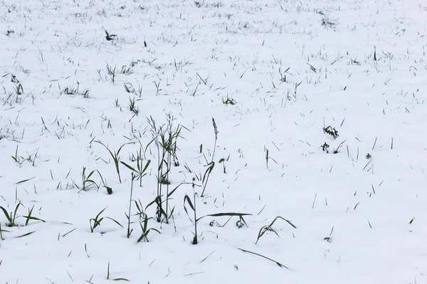 Antecedentes da primeira neve na grama verde. O inverno está a chegar. Campo com primeira neve e grama verde, paisagem minimalista no outono — Fotografia de Stock