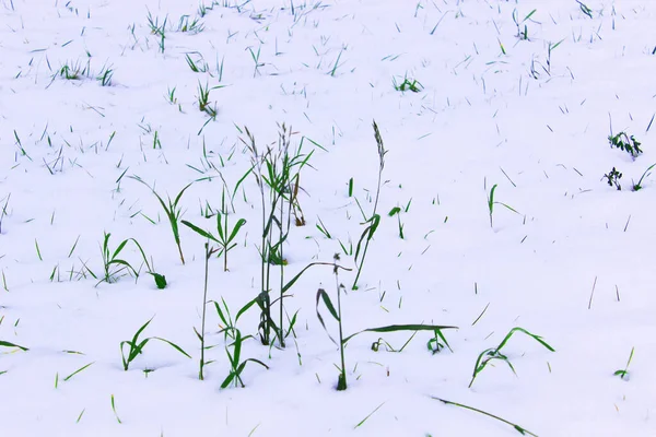 Sfondo dalla prima neve su erba verde. L'inverno sta arrivando. Campo con prima neve ed erba verde, paesaggio minimalista in autunno — Foto Stock