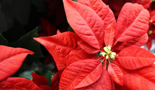 Φωτεινό κόκκινο φυτό Poinsettia, φυτό εσωτερικού χώρου για την περίοδο των Χριστουγέννων. Χριστουγεννιάτικο παραδοσιακό κόκκινο λουλούδι γεμάτο από εποχιακά λουλούδια και φυτά των Χριστουγέννων σε ένα κατάστημα κήπο. μέγεθος banner — Φωτογραφία Αρχείου