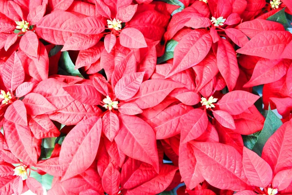 Planta de poinsettia roja brillante, planta de interior para la temporada de Navidad. Flor roja tradicional navideña llena de flores y plantas de temporada navideñas en una tienda de jardín. tamaño del banner —  Fotos de Stock