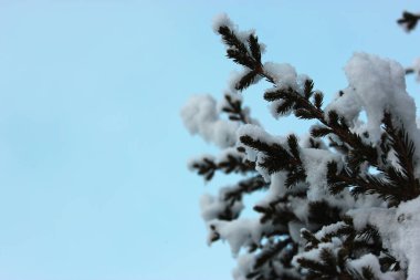 Beyaz arka planda Noel ağacı ve koniler, sokakta karda yetişir. Mavi gökyüzüne karşı. Kartpostal ya da afiş için fotoğraf. Güzel, doğal kış geçmişi. Çam ağaçları,