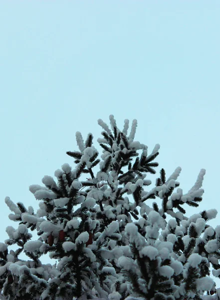 Vánoční strom a kužely na bílém pozadí, roste ve sněhu na ulici. proti modré obloze. fotografie pro pohlednici nebo banner .beautiful přírodní zimní pozadí. borové větve pokryté — Stock fotografie