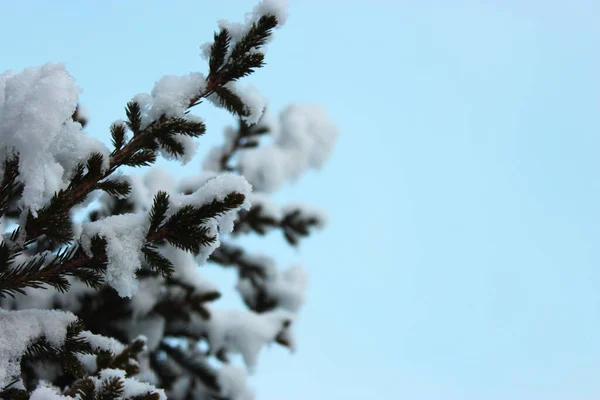 Vánoční strom a kužely na bílém pozadí, roste ve sněhu na ulici. proti modré obloze. fotografie pro pohlednici nebo banner .beautiful přírodní zimní pozadí. borové větve pokryté — Stock fotografie