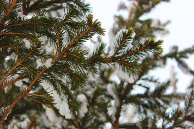 Beyaz arka planda Noel ağacı ve koniler, sokakta karda yetişir. Mavi gökyüzüne karşı. Kartpostal ya da afiş için fotoğraf. Güzel, doğal kış geçmişi. Çam ağaçları,