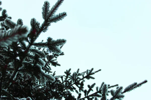 Árvore de Natal e cones em um fundo branco, cresce na neve na rua. contra o céu azul. foto para cartão postal ou banner .beautiful fundo de inverno natural. ramos de pinheiro cobertos com — Fotografia de Stock