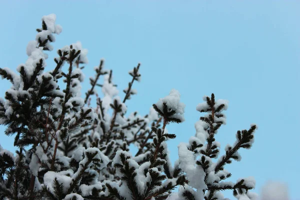 Vánoční strom a kužely na bílém pozadí, roste ve sněhu na ulici. proti modré obloze. fotografie pro pohlednici nebo banner .beautiful přírodní zimní pozadí. borové větve pokryté — Stock fotografie