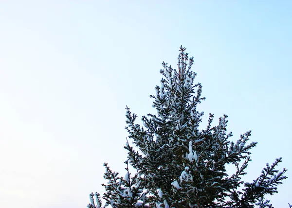 하얀 배경에 있는 크리스마스 트리와 원추형 솔방울은 거리의 눈 위에서 자란다. 푸른 하늘을 배경으로. 사진은 엽서나 깃발을 위한 것입니다. 아름다운 자연의 겨울 배경이죠. 송 나무 가지로 뒤덮여 있다 — 스톡 사진