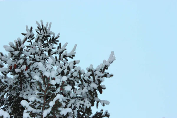 Beyaz arka planda Noel ağacı ve koniler, sokakta karda yetişir. Mavi gökyüzüne karşı. Kartpostal ya da afiş için fotoğraf. Güzel, doğal kış geçmişi. Çam ağaçları,