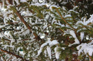 Beyaz arka planda Noel ağacı ve koniler, sokakta karda yetişir. Mavi gökyüzüne karşı. Kartpostal ya da afiş için fotoğraf. Güzel, doğal kış geçmişi. Çam ağaçları,