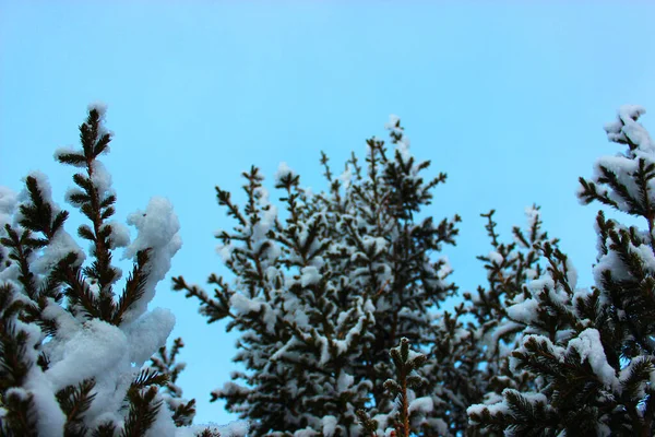 Julgran och kottar på en vit bakgrund, växer i snön på gatan. mot den blå himlen. foto för vykort eller banner .beautiful naturlig vinter bakgrund. tallkvistar täckta med — Stockfoto