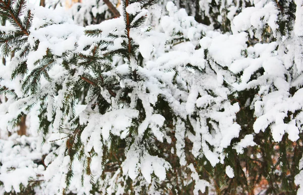 Vánoční strom a kužely na bílém pozadí, roste ve sněhu na ulici. proti modré obloze. fotografie pro pohlednici nebo banner .beautiful přírodní zimní pozadí. borové větve pokryté — Stock fotografie