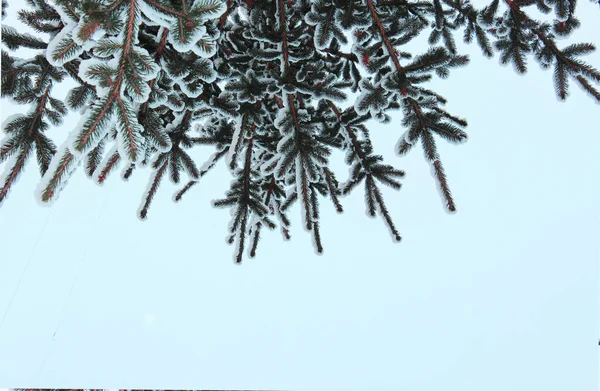 圣诞树，白色背景的圆锥，生长在街上的雪地里。在蓝色的天空中。明信片或横幅的照片。美丽的自然冬季背景。松枝上覆盖着 — 图库照片