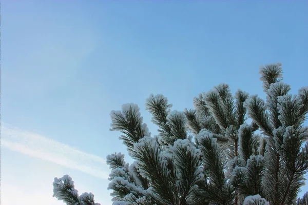 Árvore de Natal e cones em um fundo branco, cresce na neve na rua. contra o céu azul. foto para cartão postal ou banner .beautiful fundo de inverno natural. ramos de pinheiro cobertos com — Fotografia de Stock