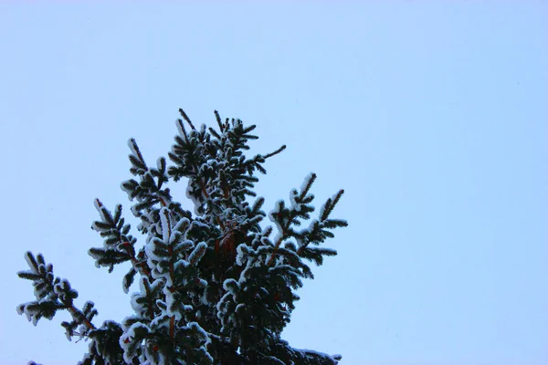 Julgran och kottar på en vit bakgrund, växer i snön på gatan. mot den blå himlen. foto för vykort eller banner .beautiful naturlig vinter bakgrund. tallkvistar täckta med — Stockfoto