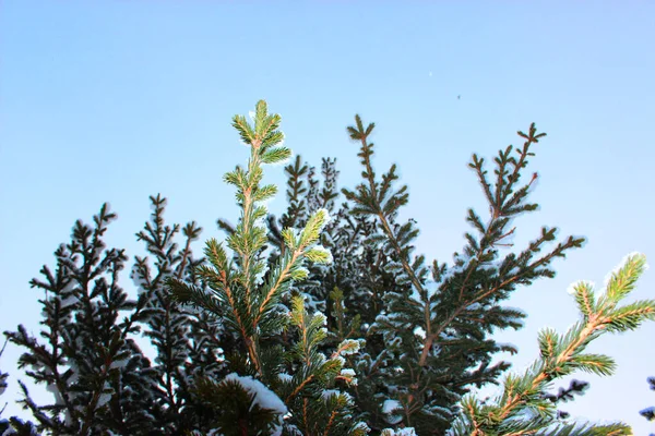 Christmas tree and cones on a white background, grows in the snow on the street. against the blue sky. photo for postcard or banner .beautiful natural winter background. pine branches covered with — Stock Photo, Image