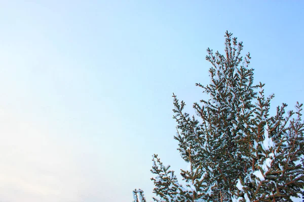 Julgran och kottar på en vit bakgrund, växer i snön på gatan. mot den blå himlen. foto för vykort eller banner .beautiful naturlig vinter bakgrund. tallkvistar täckta med — Stockfoto