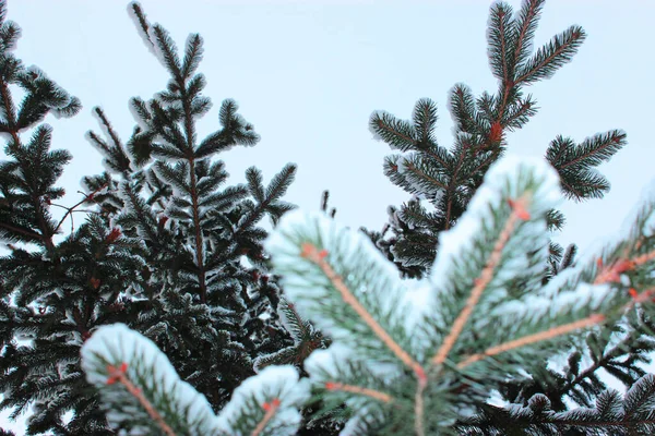 Julgran och kottar på en vit bakgrund, växer i snön på gatan. mot den blå himlen. foto för vykort eller banner .beautiful naturlig vinter bakgrund. tallkvistar täckta med — Stockfoto