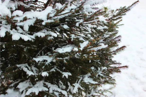 Vánoční strom a kužely na bílém pozadí, roste ve sněhu na ulici. proti modré obloze. fotografie pro pohlednici nebo banner .beautiful přírodní zimní pozadí. borové větve pokryté — Stock fotografie