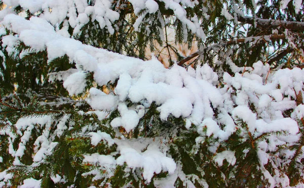 Árvore de Natal e cones em um fundo branco, cresce na neve na rua. contra o céu azul. foto para cartão postal ou banner .beautiful fundo de inverno natural. ramos de pinheiro cobertos com — Fotografia de Stock