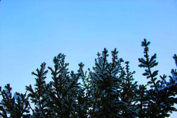 Julgran och kottar på en vit bakgrund, växer i snön på gatan. mot den blå himlen. foto för vykort eller banner .beautiful naturlig vinter bakgrund. tallkvistar täckta med — Stockfoto