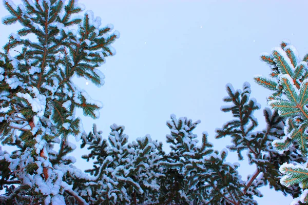 Julgran och kottar på en vit bakgrund, växer i snön på gatan. mot den blå himlen. foto för vykort eller banner .beautiful naturlig vinter bakgrund. tallkvistar täckta med — Stockfoto