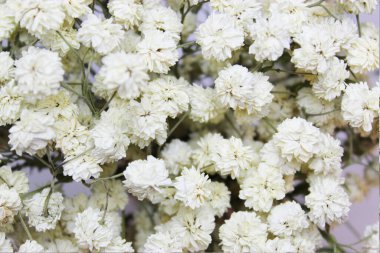 Ahşap bir masada altın bir vazoda kurutulmuş beyaz çiçekler. Klasik kuru çiçekler. Kurumuş oturma odasının dekorasyonudur. Beyaz çimen arka planının bulanık görüntüsü. Modern bir düzen.