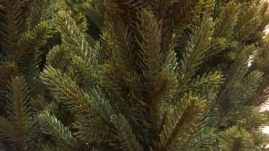 Noel ağacının yeşil dalları, yakın plan. Dalların arkaplanı. Dekorasyon arka planı. Yeni yıl ve Noel 2021. Bir sürü Noel ağacı. Yumuşak hareket eden kamera. Video canlandırmasını döndür