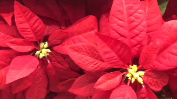 Julstjärna En julblommande växt med klarröda toppblad. Kameran skålar runt en säsongsbetonad växt med röda blad runt en söt heminredning julbelysning. Dekorera helgdagar med hjälp av — Stockvideo