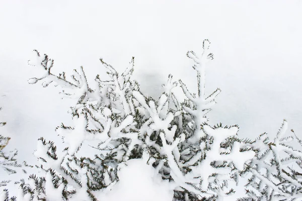 Різдвяна ялинка на білому тлі снігу. фон. красива природна зима. соснові гілки покриті снігом. Заморожена гілка дерева в зимовому лісі. перший сніг. холодна погода. красивий для — стокове фото