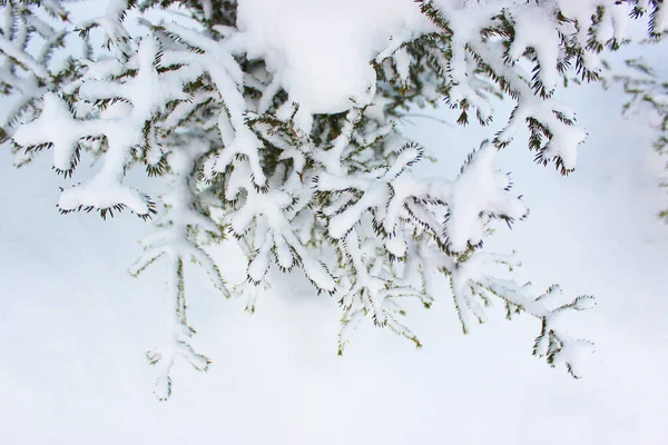 Julgran på en vit bakgrund snö. vacker naturlig winte. tallkvistar täckta med snö. Fryst trädgren i vinterskogen. Första snön. kallt väder. vacker för design ram på en — Stockfoto