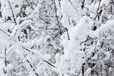 Güzel karlı kış ormanı, karla kaplı ağaçlarla ve karla kaplı. Karla kaplı dalları olan doğanın kış arkaplanı. Ağaçlardaki beyaz don, beyaz kaymalar yol, kış ormanlarındaki patika