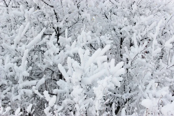 美丽的雪地冬季森林，树木被霜冻覆盖，积雪密布。大自然冬季的背景，有白雪覆盖的枝条。白色的霜冻在树上，白色的漂泊路上，冬季森林里的小径 — 图库照片