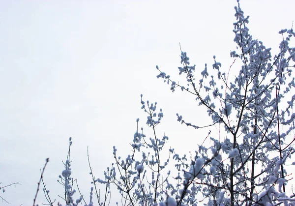 Belle forêt enneigée d'hiver avec des arbres couverts de givre et de neige à proximité. Nature fond d'hiver avec des branches enneigées. gel blanc sur les arbres, dérives blanches Route, sentier dans la forêt d'hiver — Photo