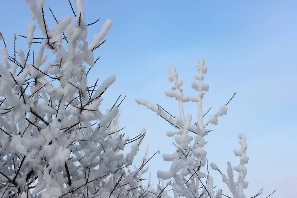 Bela floresta de inverno nevado com árvores cobertas de geada e neve perto. Natureza fundo de inverno com ramos cobertos de neve. geada branca em árvores, derivas brancas Estrada, trilha na floresta de inverno — Fotografia de Stock