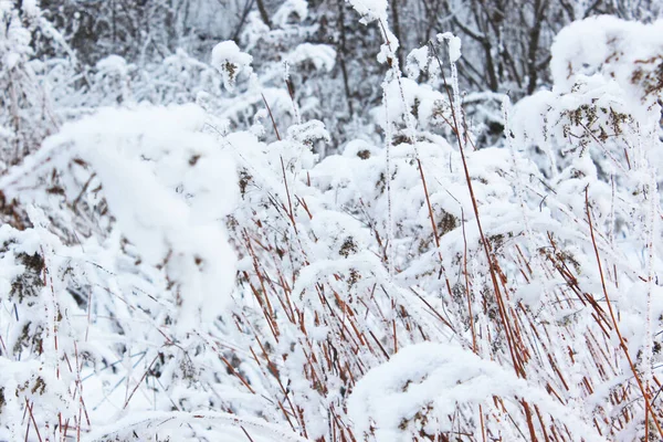 Суха трава під снігом. Прекрасний сніговий зимовий ліс з деревами, покритими морозами і снігом крупним планом. Природа зимового фону з засніженими гілками. білий мороз на деревах, білі дрейфи Дорога — стокове фото