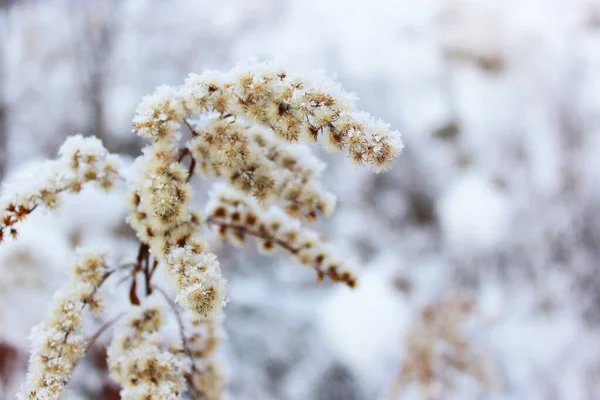 Grama seca sob a neve. Bela floresta de inverno nevado com árvores cobertas de geada e neve perto. Natureza fundo de inverno com ramos cobertos de neve. geada branca em árvores, derivas brancas Estrada — Fotografia de Stock