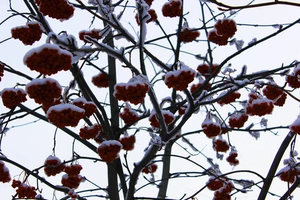 Bagas vermelhas congeladas de Rowan. Bela floresta de inverno nevado com árvores cobertas de geada e neve perto. Natureza fundo de inverno com ramos cobertos de neve. geada branca em árvores, derivas brancas Estrada — Fotografia de Stock