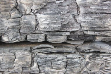 Tasarımınız için kabaca yanmış ahşap dokusu. Siyah ve yanmış ahşap kafalar ormanı siyah ağaç gövdeleriyle kapatıyorlar. İnsan hatası tehlikeli bir yangına, çevresel felakete, çevresel felakete neden olabilir..