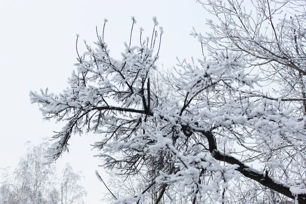 Vacker snöig vinterskog med träd täckta med frost och snö på nära håll. Natur vinter bakgrund med snötäckta grenar. vit frost på träd, vita drivor Väg, stig i vinterskogen — Stockfoto